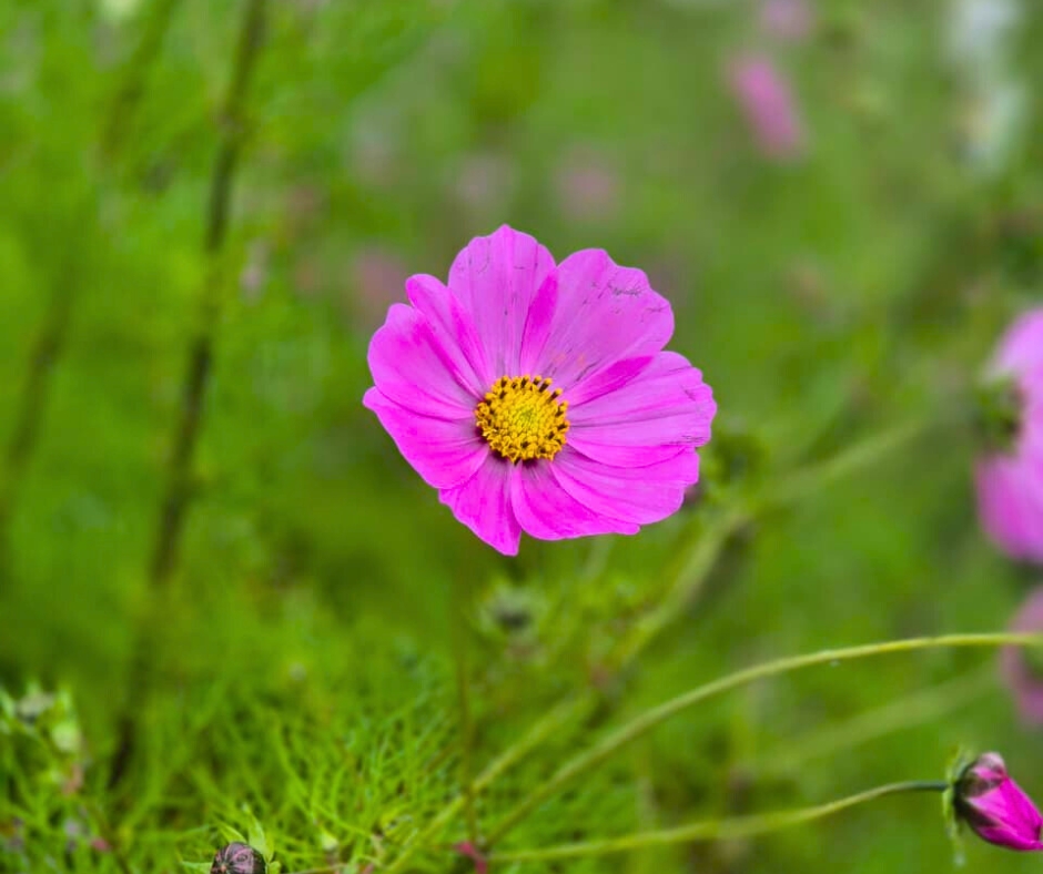 Flowers at singalila National park