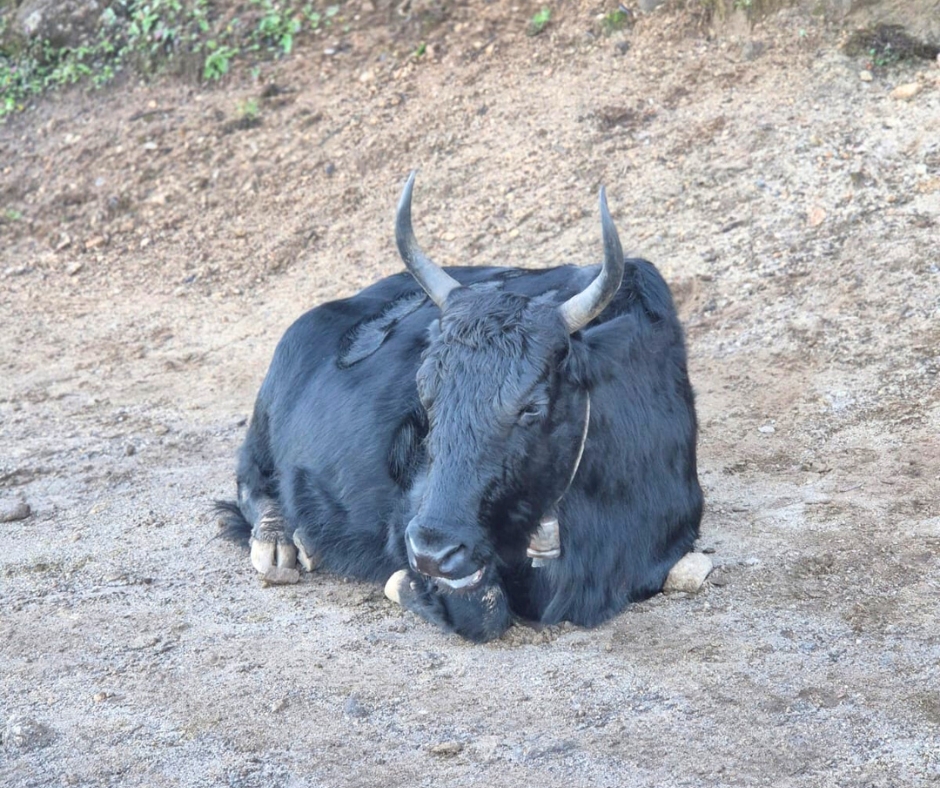 Yaak at singalila national park