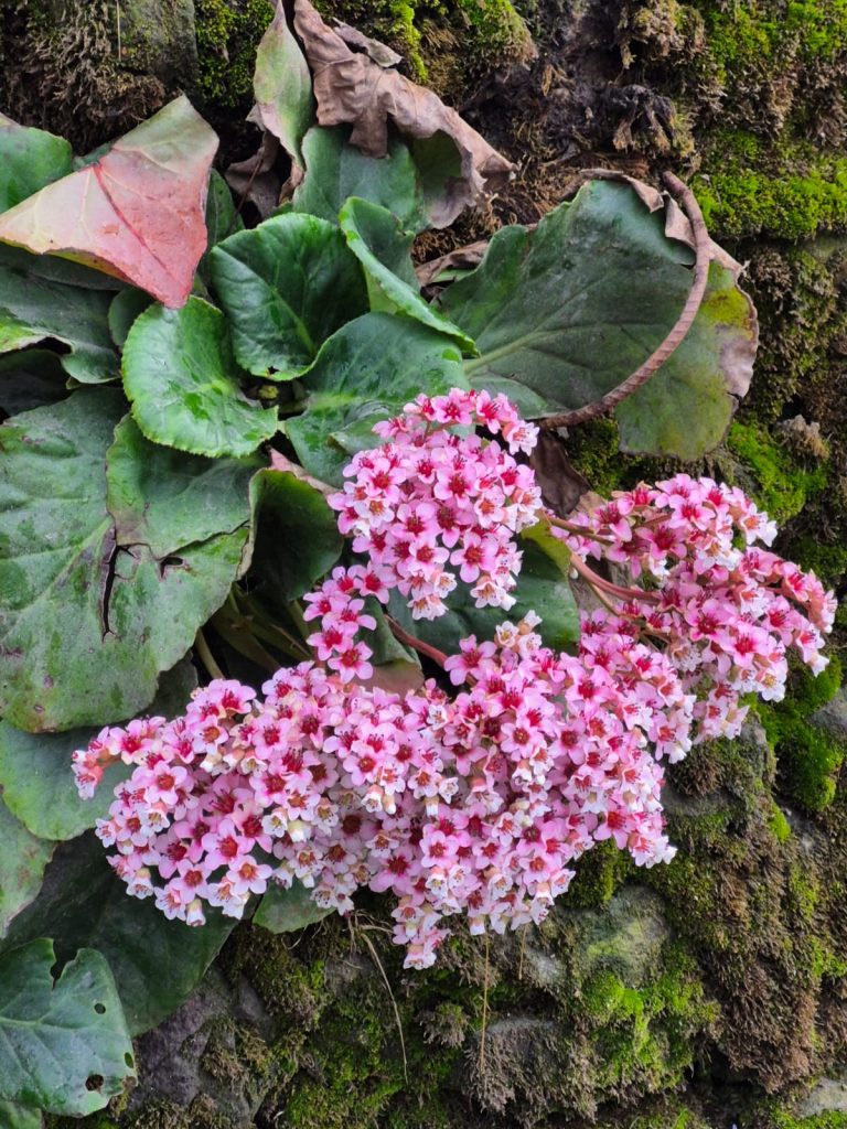 high altitude flower 