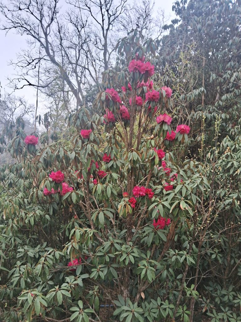 Radodendron Sandakphu phalut trek