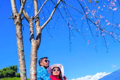 Cherry Blossom in south Sikkim
