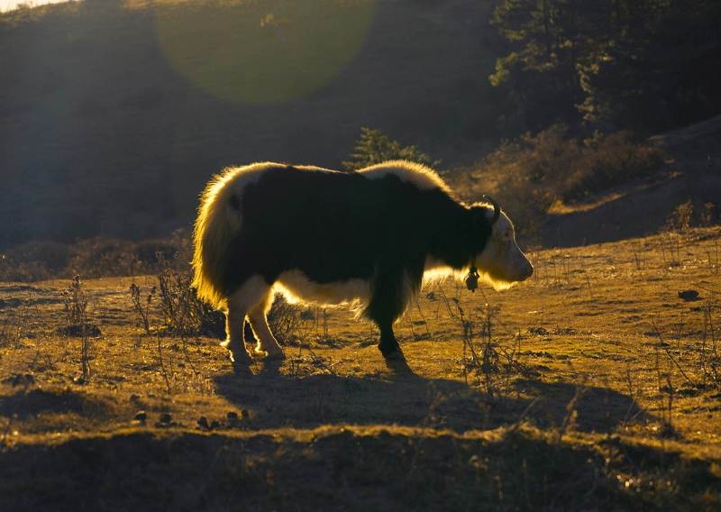 Yaak at singalila range 
